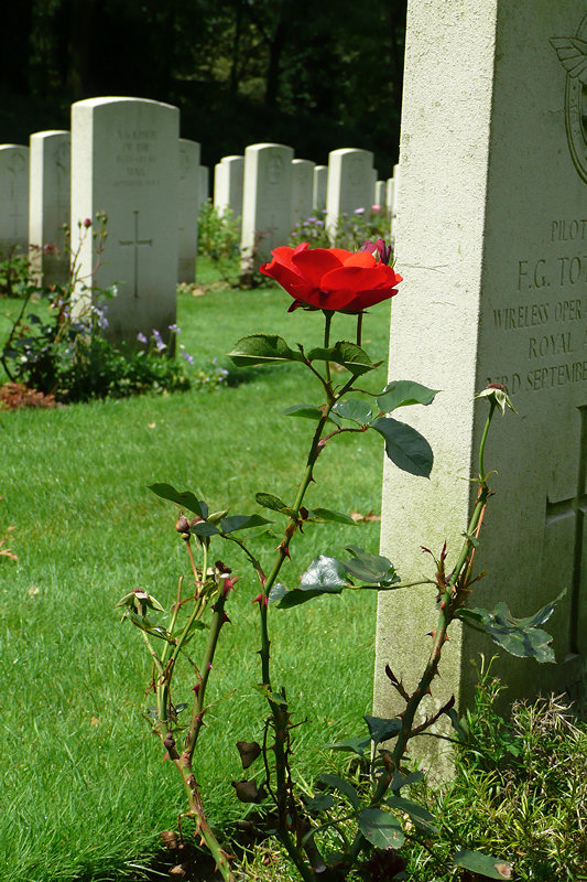 P1000446 Rose growing by gravestone